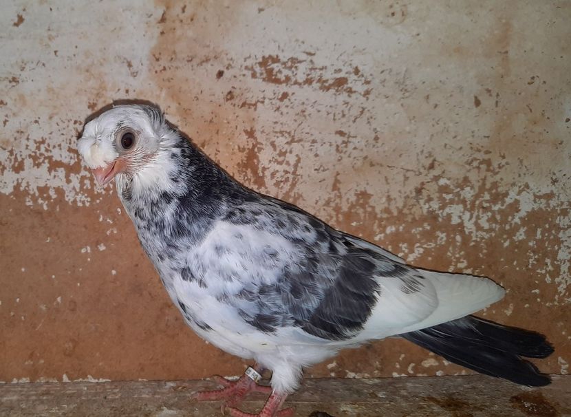 12290  femelă  2021_2 - pui 2021 BM