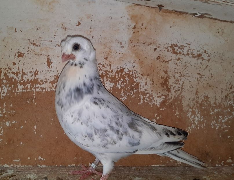 12289  mascul  2021_2 - pui 2021 BM