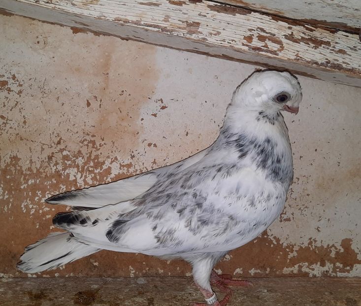 12289  mascul  2021_3 - pui 2021 BM