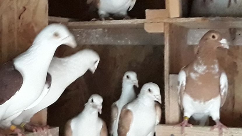  - De vînzare LISTI PE ROȘU 2019