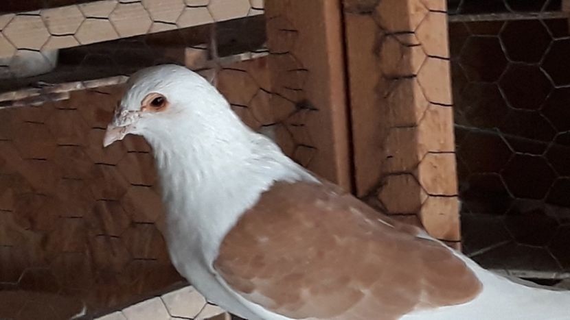  - De vînzare LISTI PE ROȘU 2019