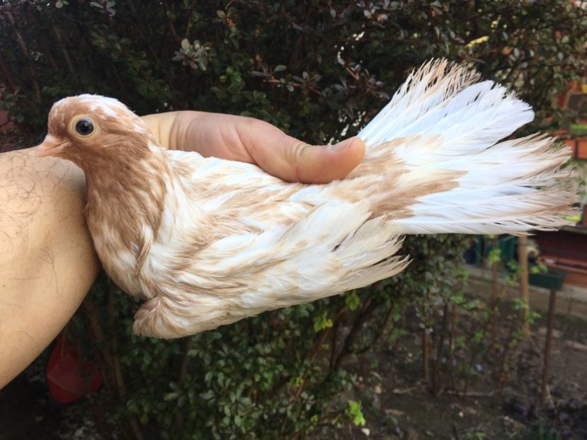 17AEC02D-98D5-438A-9A91-2B4697CE3D94 - -Orbeteni zbarliti