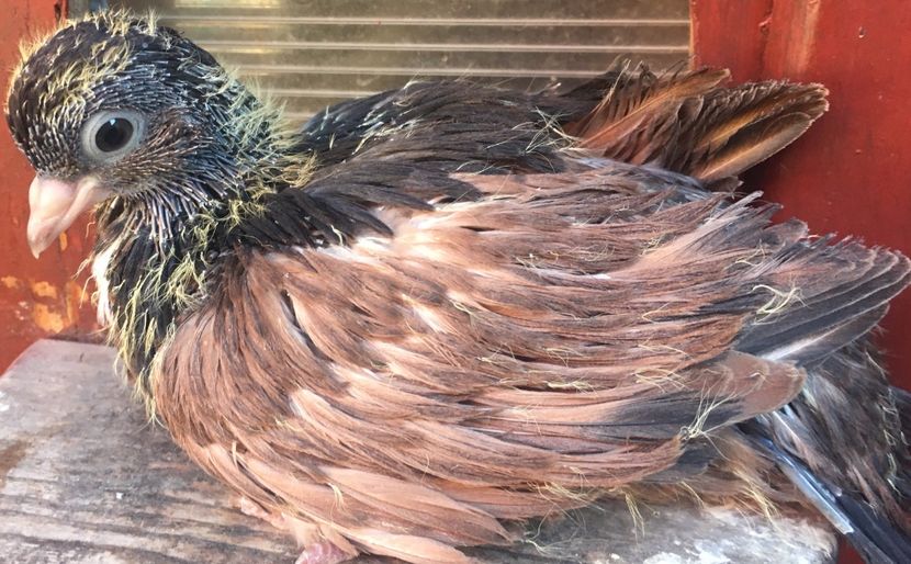 6E0B1FD4-A9B3-4D76-BC8F-B36709D0065B - -Orbeteni zbarliti