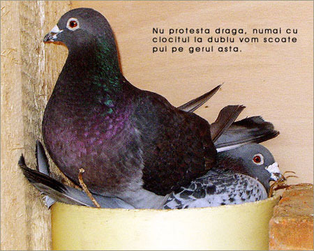 7[1] - Porumbei diversi -- other pigeons