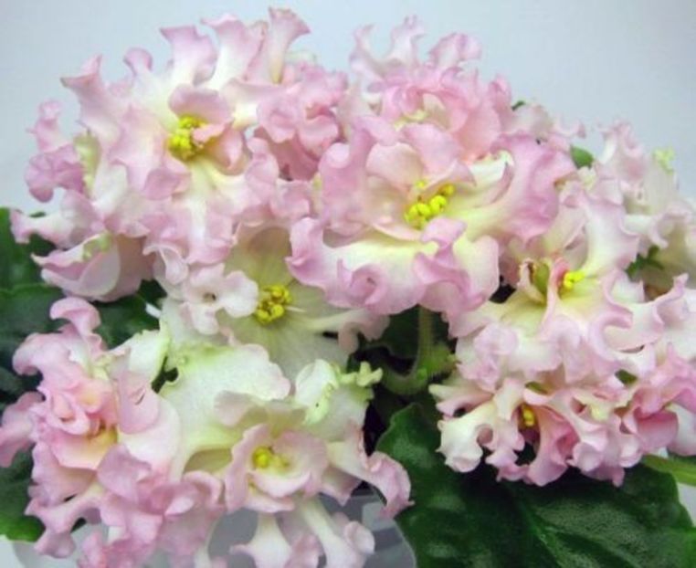 Poză net - KZ Danochka