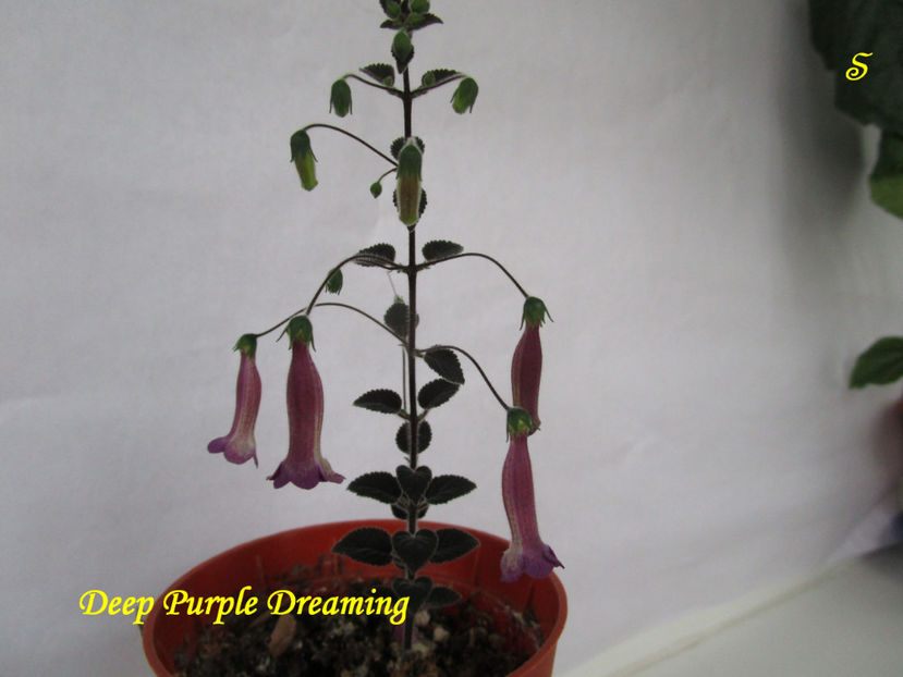 Deep Purple Dreaming(14-04-2021) - Sinningii 2021