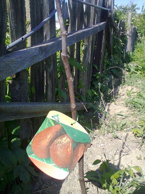 Smochin Lungo de Portugalo-1, 22-Mai-2014 - Smochin