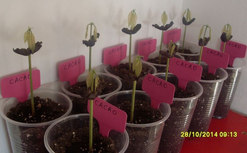 pui de Cacao galbena 01 - Cacao