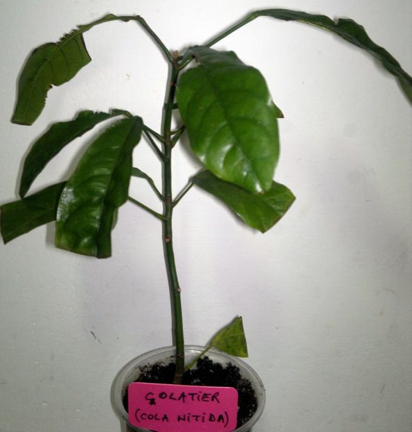 2015-02-01-188 - Cola nut