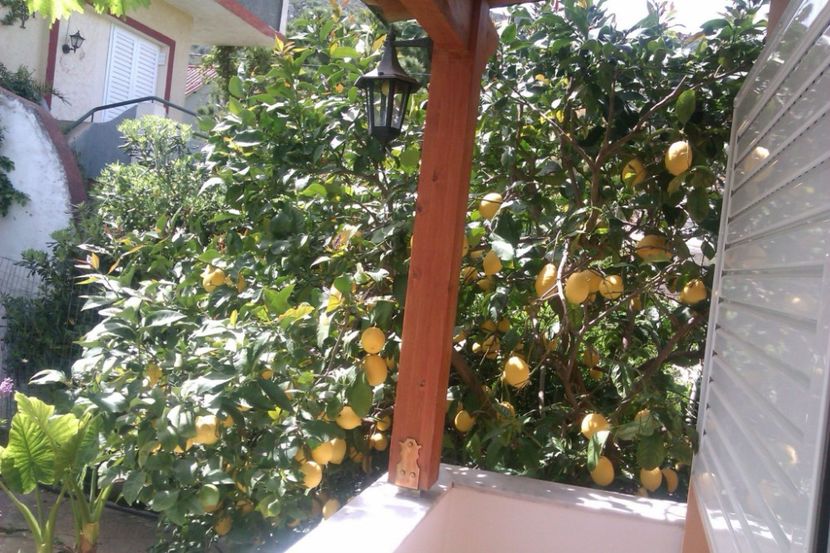 Lamai, Cristina-1 - Lămâi