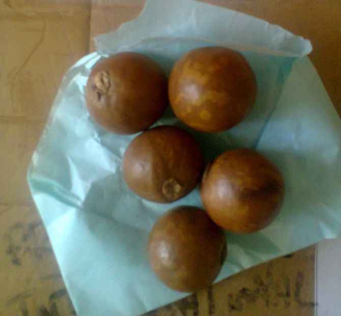 seminte macadamia 1 - Macadamia