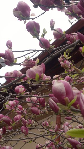 2015-04-15-409 - Magnolia