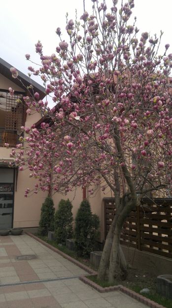 2015-04-15-407 - Magnolia