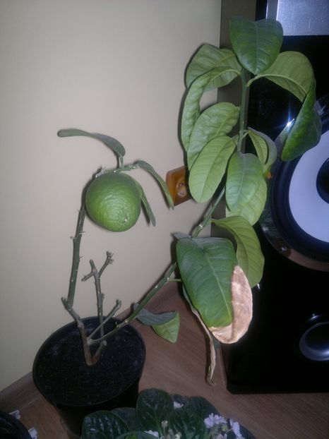 2015-05-13-494 - Etrog