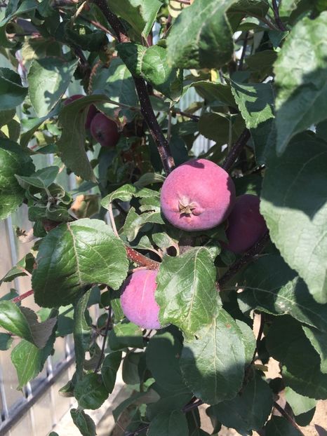  - Măr Red Love Circe