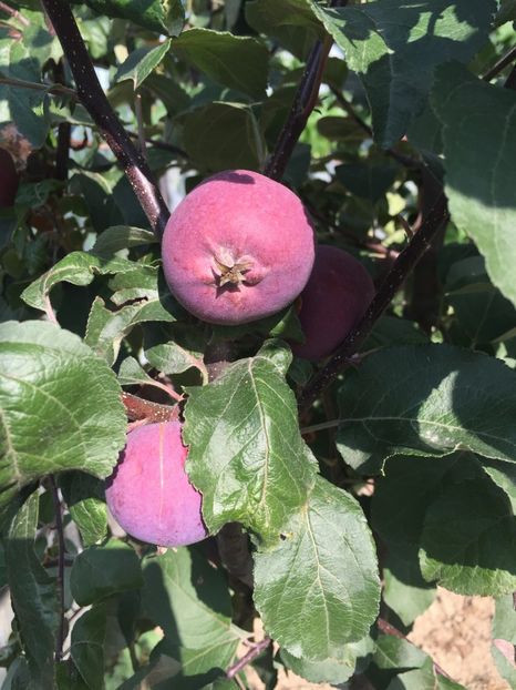  - Măr Red Love Circe