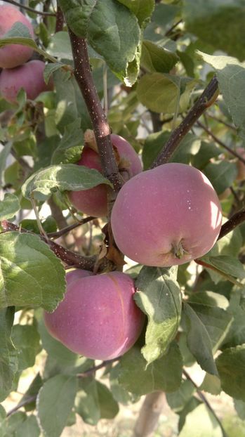 2015-09-05-006 - Măr Red Love Circe