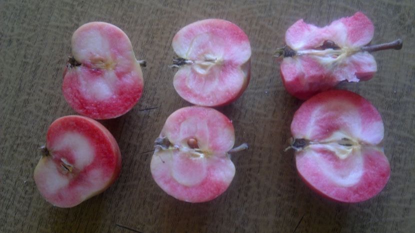 2015-09-22-025 - Măr Red Love Circe