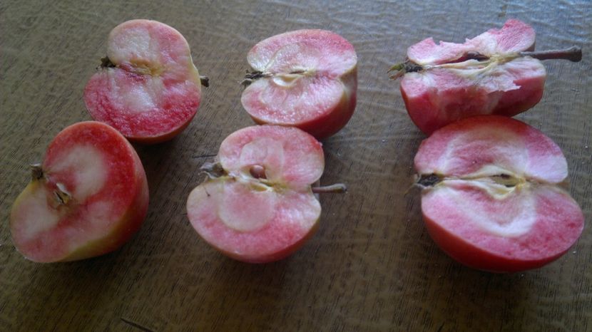 2015-09-22-026 - Măr Red Love Circe