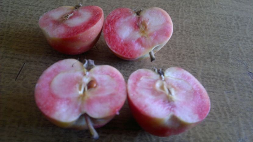 2015-09-22-028 - Măr Red Love Circe