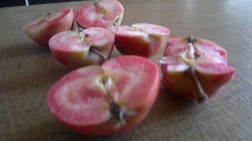 2015-09-22-032 - Măr Red Love Circe