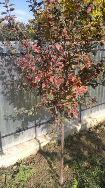 2015-10-23-157 - Măr Red Love Circe