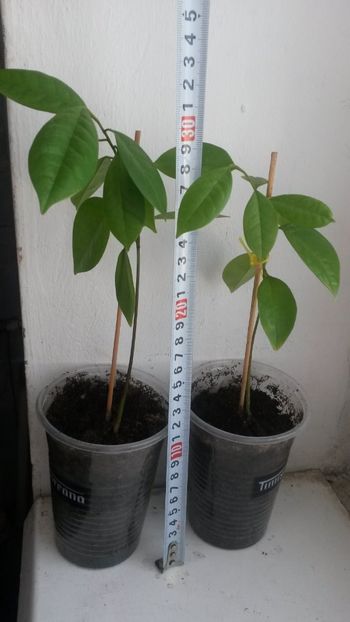 annona muricata 01 - Graviola