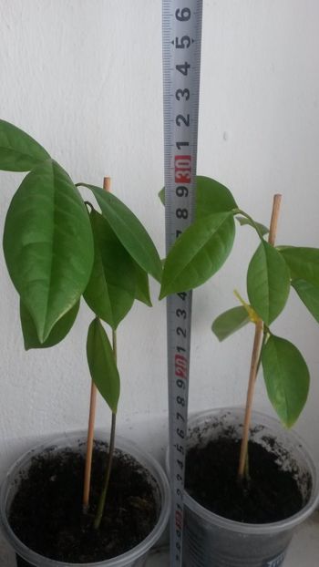 annona muricata 03 - Graviola