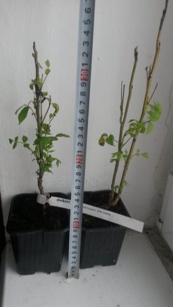 decaisnea fargesii 01 - Cârnați albaștri