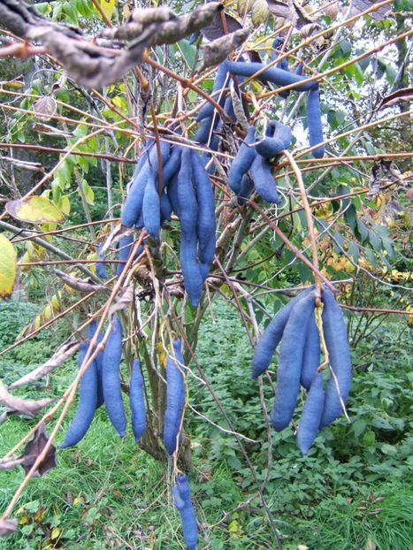 decaisnea fargesii fructe - Cârnați albaștri