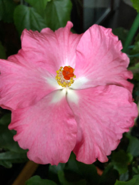 PINK A - Disponibil seminte de hibiscus tropical mix