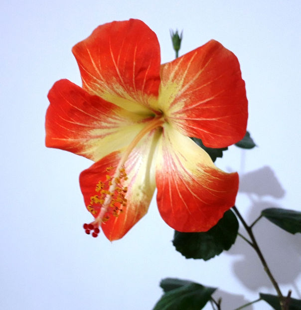 bicolor - Disponibil seminte de hibiscus tropical mix
