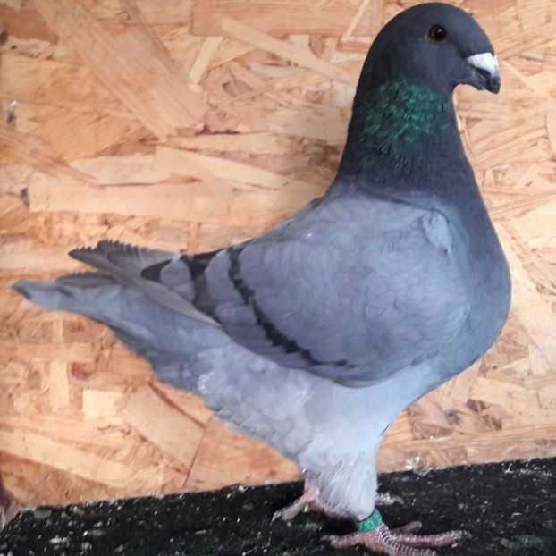  - 3---AGH DAȚI 2019 - 2025