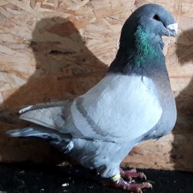  - 3---AGH DAȚI 2019 - 2025