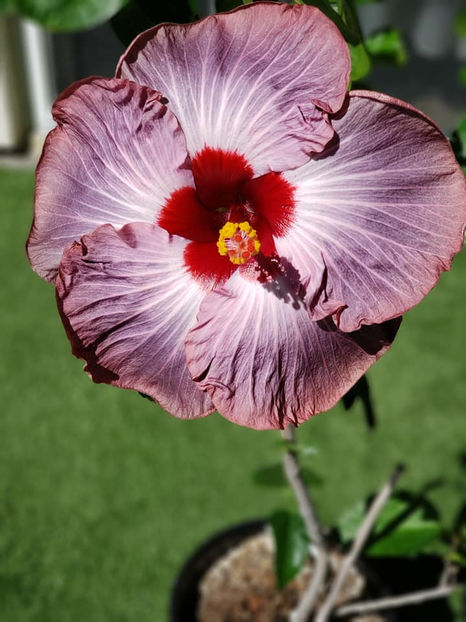 claire de lune - poze