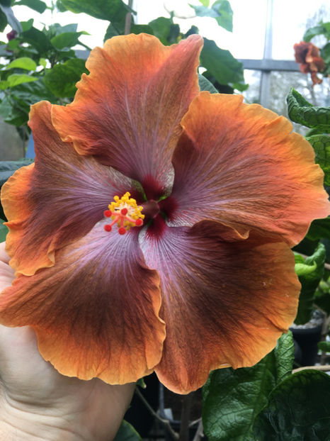 Tah. Sophistication - poze