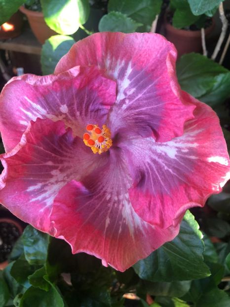 Bo Den Mountain Of Full Moon - poze