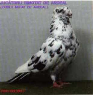 Ju_BIMOTAT_ARDEAL_T - Porumbei diversi -- other pigeons