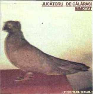 Ju_BIMOTAT_CALARASI3_G - Porumbei diversi -- other pigeons