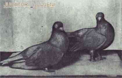 Ju_CLUJENI - Porumbei diversi -- other pigeons