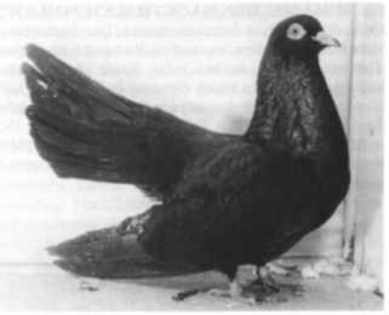 Ju_TMROLLER - Porumbei diversi -- other pigeons