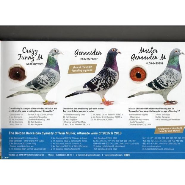 Image13wim-(8)-800x800 - parinti bunici si strabunici  ai pasarilor mele