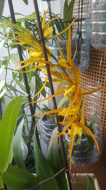 brassada "orange delight" - Orhidee_4_simpodiale cu pseudobulbi