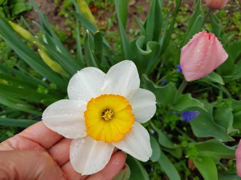 Papion blanck ...parca nu e... - 2020 xxx NARCISE Colectia