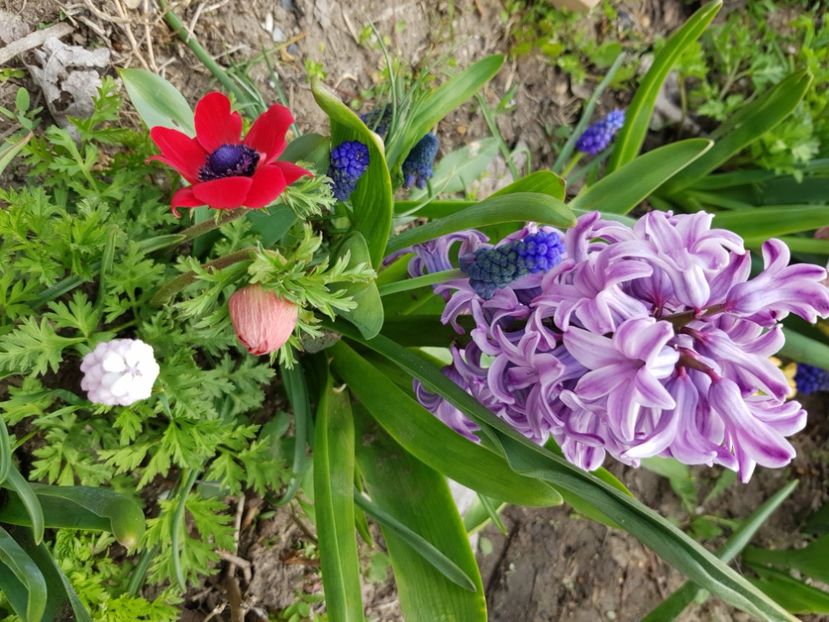  - Anemone