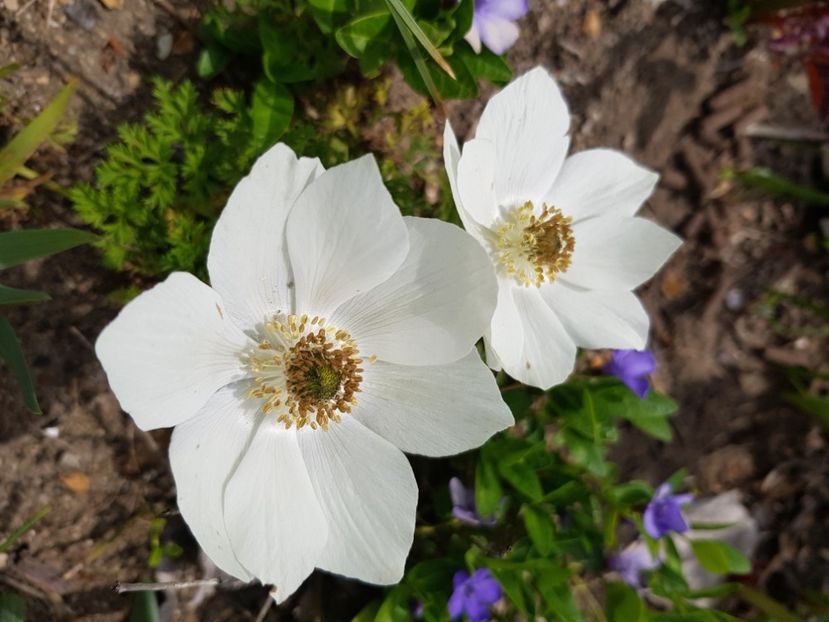  - Anemone