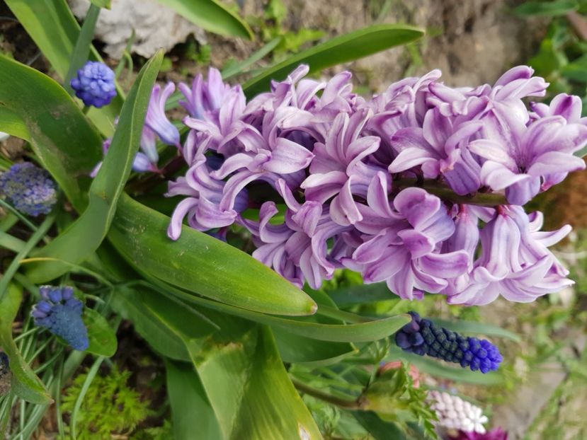  - Muscari 2018 2021