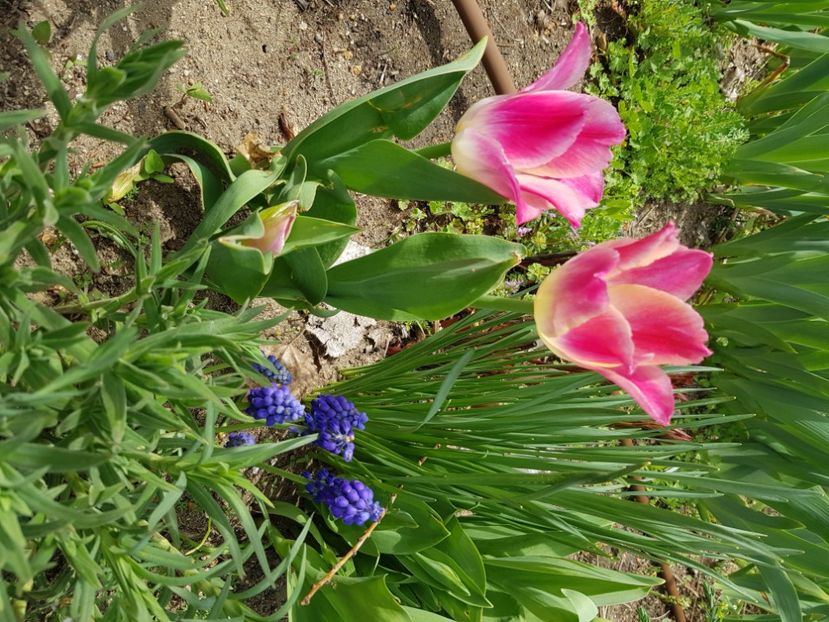  - Muscari 2018 2021