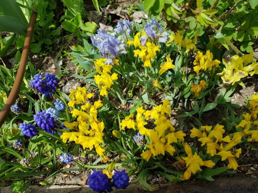  - Muscari 2018 2021