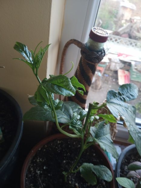  - Passiflora Edulis - Fructul pasiuni